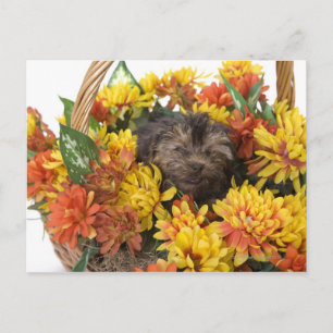 Ein Yorkie-Poo-Welpe in einem Korb aus künstlichen Postkarte
