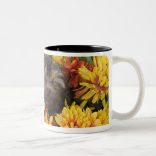 Ein Yorkie-Poo Welpe in einem Korb von künstliche Zweifarbige Tasse
