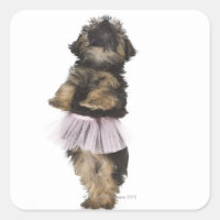 Ein Yorkie-poo Welpe in einem Tutu auf ihren Hinte