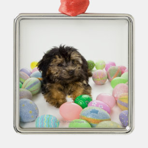 Ein Yorkie-poo Welpe und Ostereier Silbernes Ornament