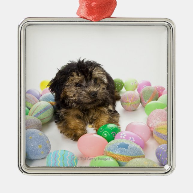 Ein Yorkie-poo Welpe und Ostereier Silbernes Ornament (Vorne)