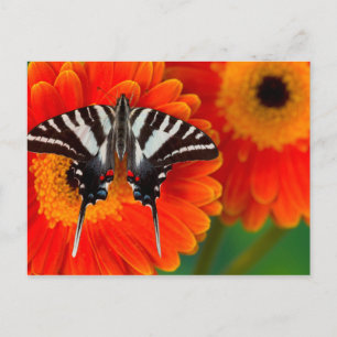 Ein zebra-Frack-Schmetterling Postkarte