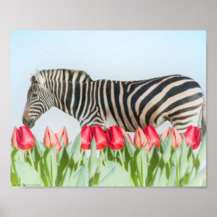 Ein Zebra unter den Tulpen Poster