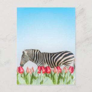 Ein Zebra unter den Tulpen Postkarte