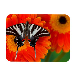 Ein Zebrafalter Schwalbenschwanz Magnet