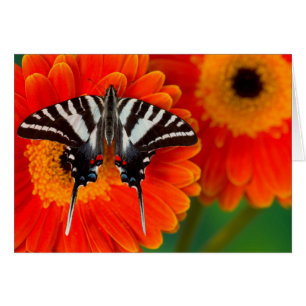 Ein Zebraschwalbenschmetterling