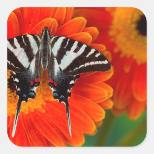 Ein Zebraschwalbenschmetterling Quadratischer Aufkleber