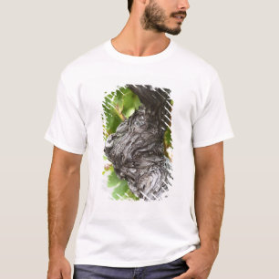 Ein Zweig einer sehr alten Rebe mit knotigem T-Shirt