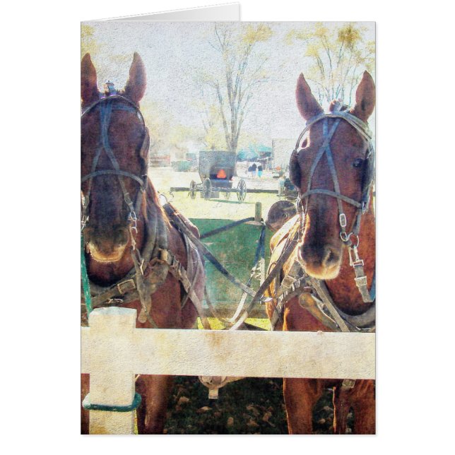 Ein zweiköpfiges Pferd (Vorne)