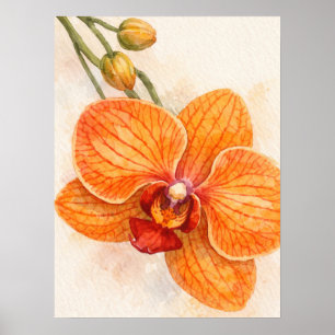 Einblütige Moth-Orchidee Botanisch Poster