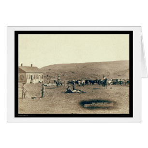 Einbrennendes Vieh Sd 1891