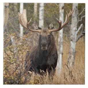Eindrucksvolle Stier-Elche Fliese