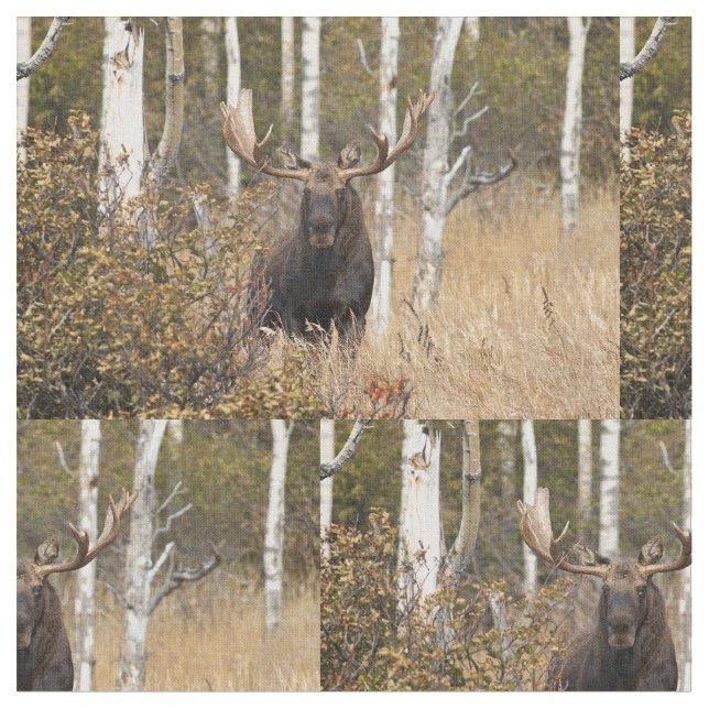 Eindrucksvolle Stier-Elche Stoff (Nahaufnahme)