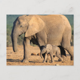 Eine afrikanische Elefantenmutter und ein Kalb unt Postkarte