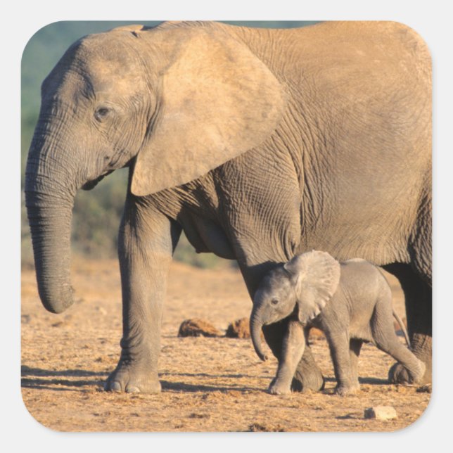 Eine afrikanische Elefantenmutter und ein Kalb unt Quadratischer Aufkleber (Vorderseite)