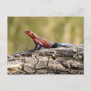 Eine Agama Mwanzae nimmt ein Sonnenbad Postkarte