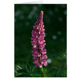 Eine alleinstehende Lupine hält Vigil