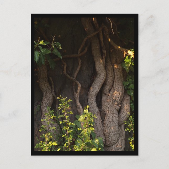 Eine alte Weinrebe umwächst einen Baum Postkarte (Vorderseite)