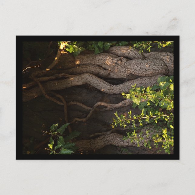 Eine alte Weinrebe umwächst einen Baum Postkarte (Vorderseite)