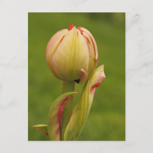 Eine aufkeimende Tulpe Postkarte (Vorderseite)