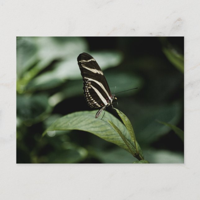 Eine ausgewogene Postkarte (Vorderseite)