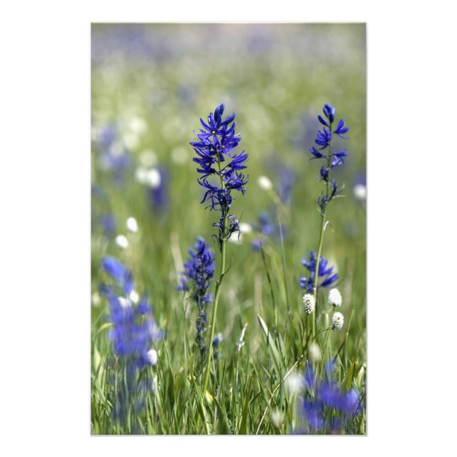 Eine Berglandschaft mit Wildblumen Fotodruck (Vorne)