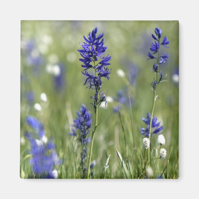 Eine Berglandschaft mit Wildblumen Magnet (Vorne)