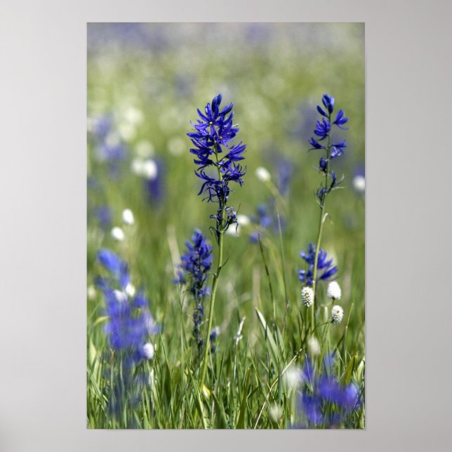 Eine Berglandschaft mit Wildblumen Poster (Vorne)