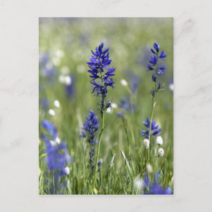 Eine Berglandschaft mit Wildblumen Postkarte