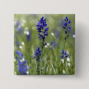 Eine Bergwiese mit Wildblumen, darunter Button