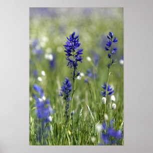 Eine Bergwiese mit Wildblumen, darunter Poster