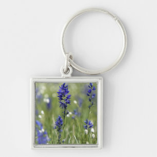 Eine Bergwiese mit Wildblumen, darunter Schlüsselanhänger