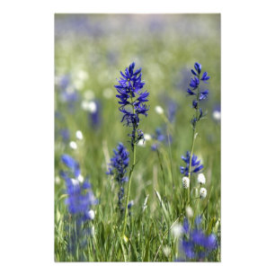 Eine Bergwiese mit Wildblumen Fotodruck