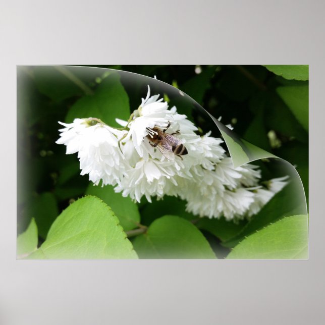 Eine Biene auf einer Seite Poster (Vorne)