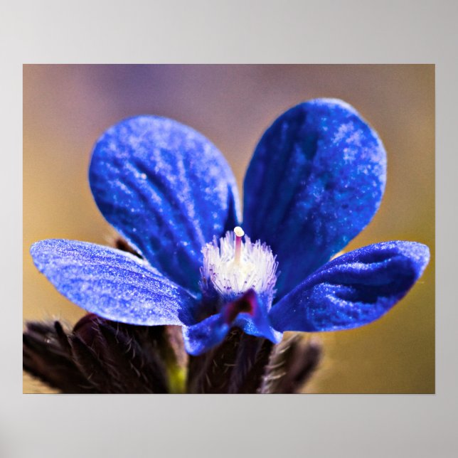 Eine blaue Blume Poster (Vorne)