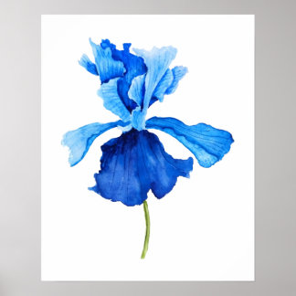 eine blaue Irisfarbe Poster