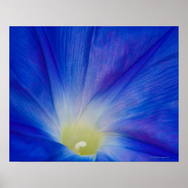 Eine blaue morgendliche glorreiche Blume Poster (Vorne)