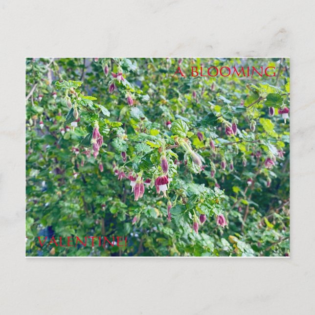 EINE BLOOMIERTE VALENTINE POSTCARD POSTKARTE (Vorderseite)