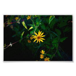 Eine Blume entsteht Fotodruck