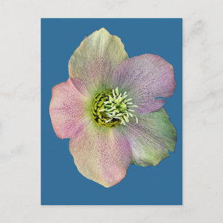 Eine Blume Feiertagspostkarte