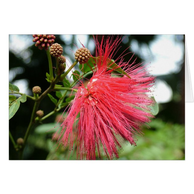 Eine Blume namens Phoenix (Vorderseite (Horizontal))