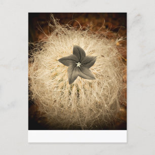 Eine Blume Postkarte