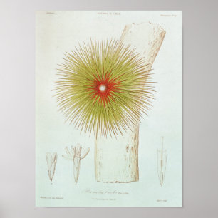 Eine Bromelie in den Anden Poster