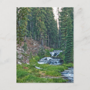 Eine Buck-Erholung an einem Kaskadenfluss Postkarte
