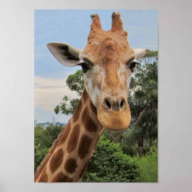 Eine charmante Giraffe Poster (Vorne)