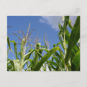 Eine Corny Postcard! Postkarte