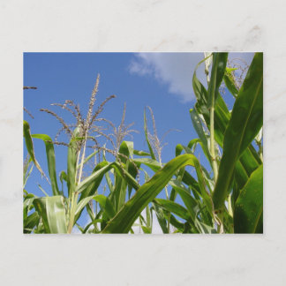 Eine Corny Postcard! Postkarte