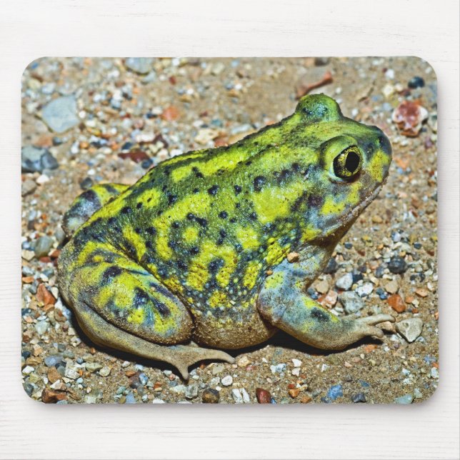 Eine Couch-Spadefußtoad Mousepad (Vorne)