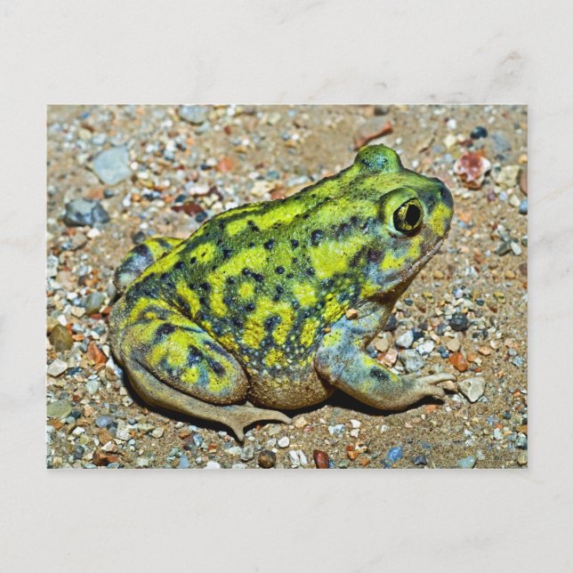 Eine Couch-Spadefußtoad Postkarte (Vorderseite)