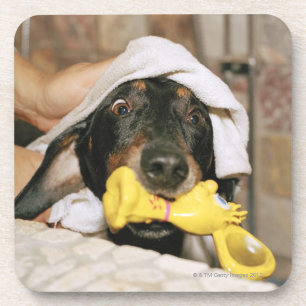 Eine Dackel, die gebadet wird Untersetzer